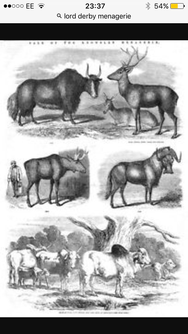 LandscapeLBU's tweet photo. PHD Research #zoo history #LordDerby #menagerie #Eland #Derbyan #Parakeet @MuseumLiverpool @BeckettResearch @LandscapeLBU https://t.co/nMjGWJNrGe
