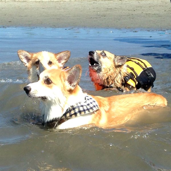 barkbox's tweet photo. When you pull off the Pee And Swim but someone starts screaming that the water is warm. https://t.co/0tDfgWqQVa