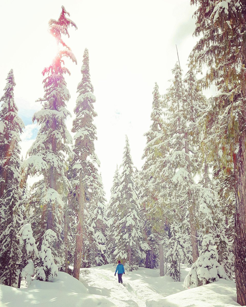 WCoastDiscover's tweet photo. Nothing quite beats a snowshoe in the tranquil snowy woods @whistlerolympic #TimeOut @gowhistler @hellobc @ExploreCanada #Snowshoe https://t.co/oHA4EaXuB4