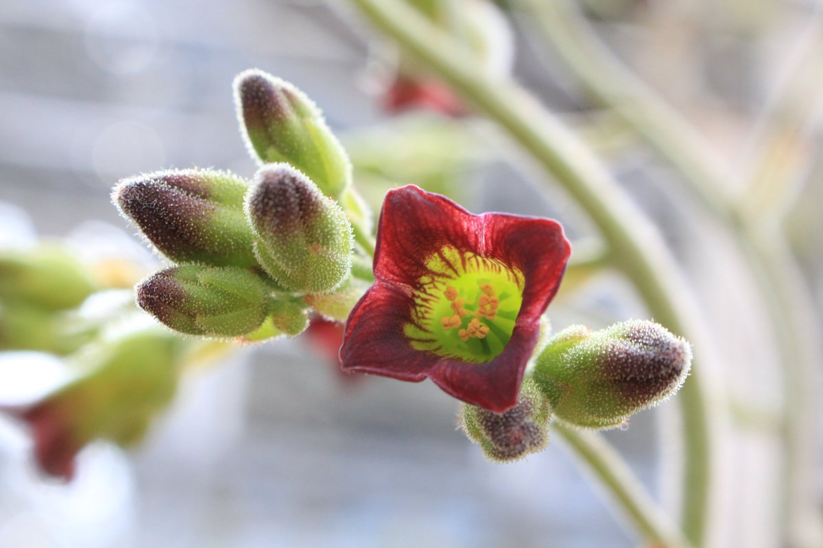 咲くやこの花館 בטוויטר 乾燥地植物室にて ベンケイソウ科 ツキトジ 月兎耳 の花が咲いております 花 の見頃は１ ２週間ほどですので ぜひこの機会にご覧ください また花だけでなく 葉にも注目 ふわふわと細かい毛があり 本当にうさぎの耳のような形をし