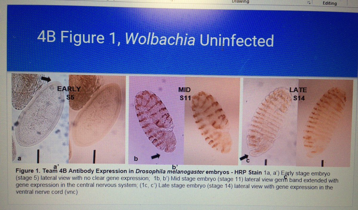 joanne_odden's tweet photo. Principles of Development students present their fly/Wolbachia research to our class. @PacificUBiology https://t.co/C0HE7fwxZf
