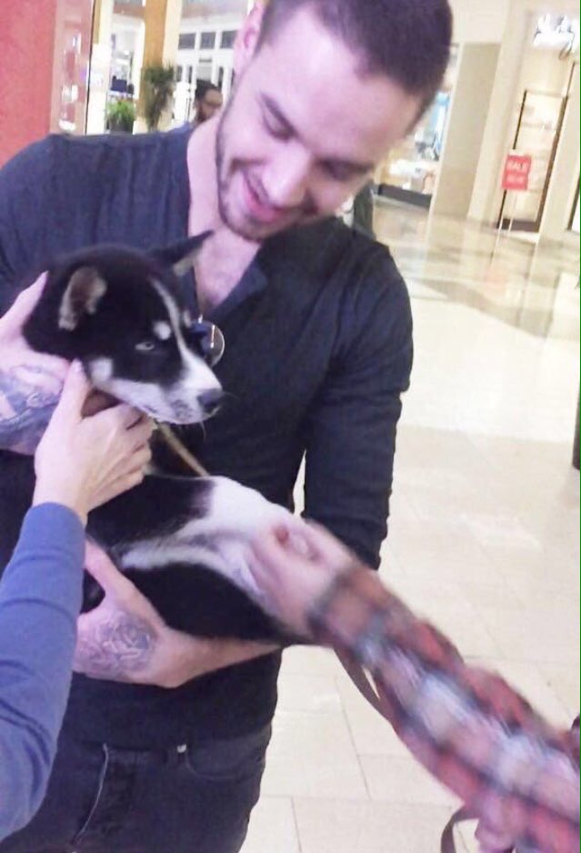 WorldNotes1D's tweet photo. Si Liam con perritos no los alienta a votar (porque vamos perdiendo) no sé que más lo hará!! #YouKnowYouLoveThem #OneDirection @radiodisney https://t.co/Myt4FNVPzS