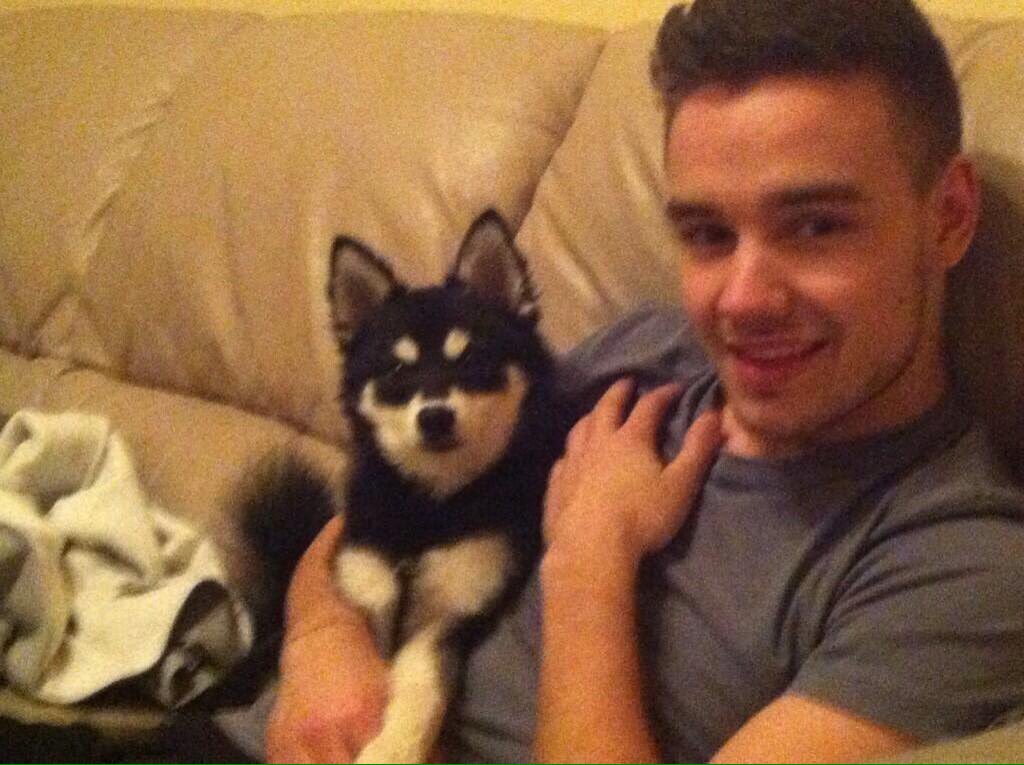 WorldNotes1D's tweet photo. Si Liam con perritos no los alienta a votar (porque vamos perdiendo) no sé que más lo hará!! #YouKnowYouLoveThem #OneDirection @radiodisney https://t.co/Myt4FNVPzS