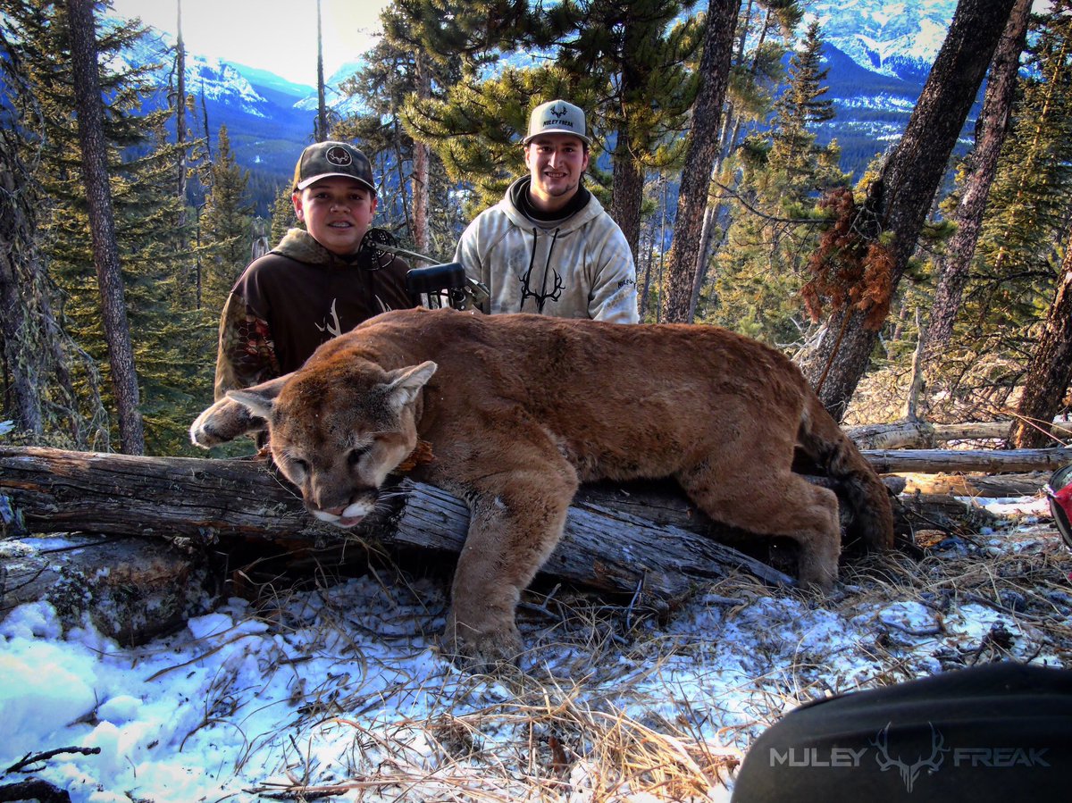 MuleyFreak's tweet photo. Now that's a lion... 😳 #MuleyFreak https://t.co/M5CGhS7wzv
