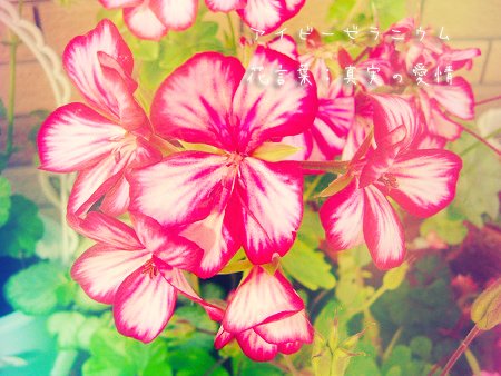 50 素晴らしいアイビー ゼラニウム 花 言葉 最高の花の画像