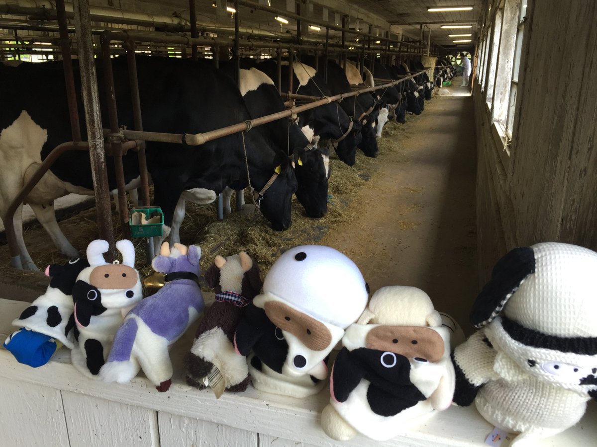 KOIWAI_Makibaen's tweet photo. #dj_tohoku #koiwaifarm #unagitravel #rewinded #therapy #kawaii https://t.co/39qXho1z99