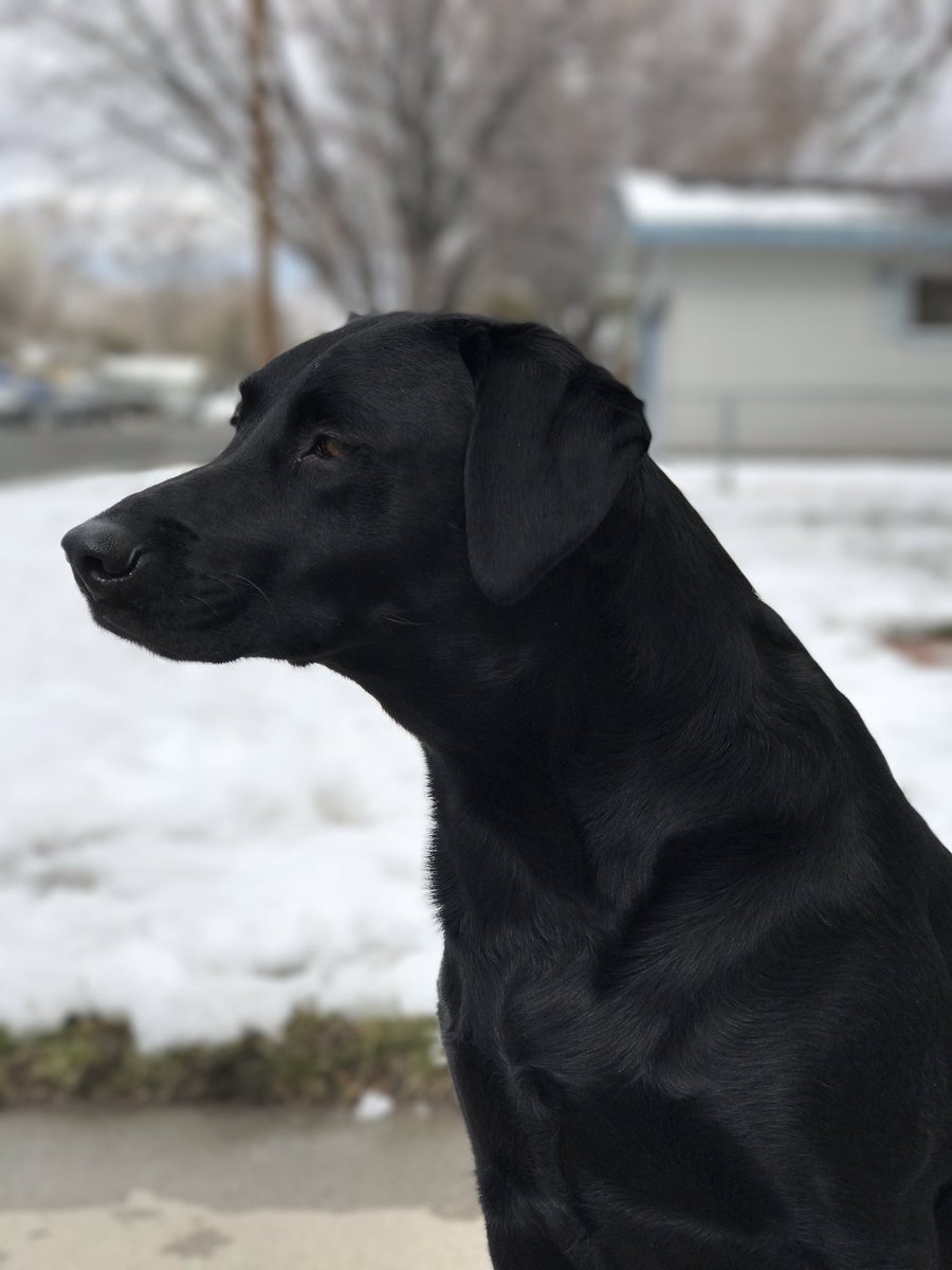 BBickel4's tweet photo. Wouldn't even look at me when he relized I used the ball for a photo and not fetch. Smh https://t.co/mpLIiuD9wV