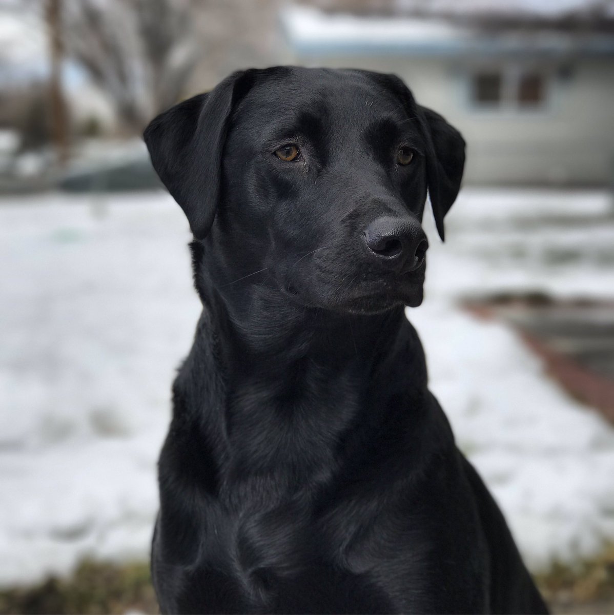 BBickel4's tweet photo. Wouldn't even look at me when he relized I used the ball for a photo and not fetch. Smh https://t.co/mpLIiuD9wV