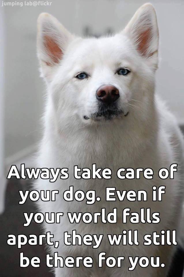 LilRayOfLove's tweet photo. #dogs #pets #love https://t.co/odaOOAAn9D