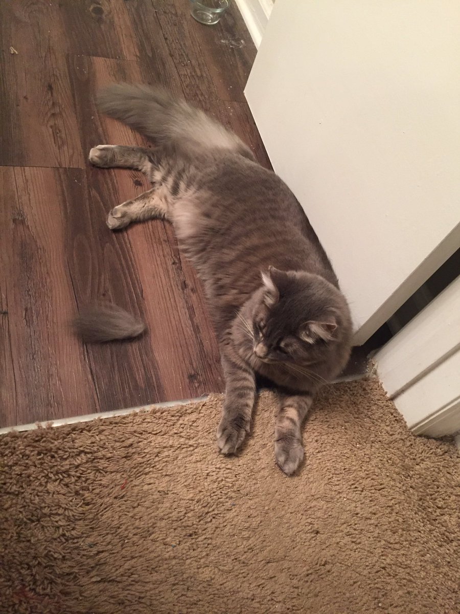jaymehoskins's tweet photo. @Jessica_Whitney @RhysHoskins22
#RIPtail https://t.co/TFJpMKIDCP
