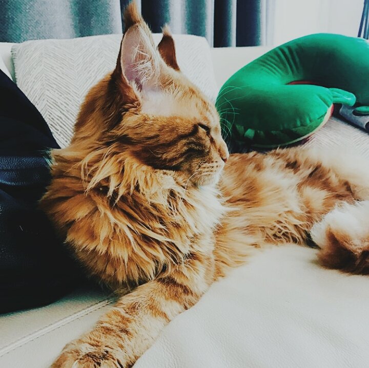 junho & his cats (@junhocats) | Twitter