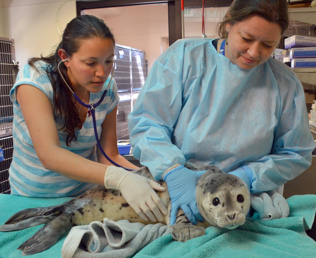 TMMC's tweet photo. Our vets and volunteers give second chances to orphaned harbor seals like Bogey #IWD2017 #BeBoldforChange https://t.co/mNP3gU6xSE