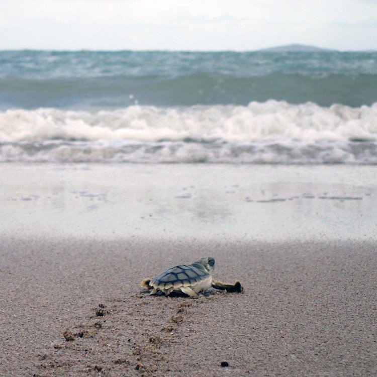 QMtropics's tweet image. Thx our vol Guy for this pic of a #flatbackturtle hatchling at Avoid Island. Guy was a vol w @Griffith_Uni hatchling monitoring program 🐢❤️
