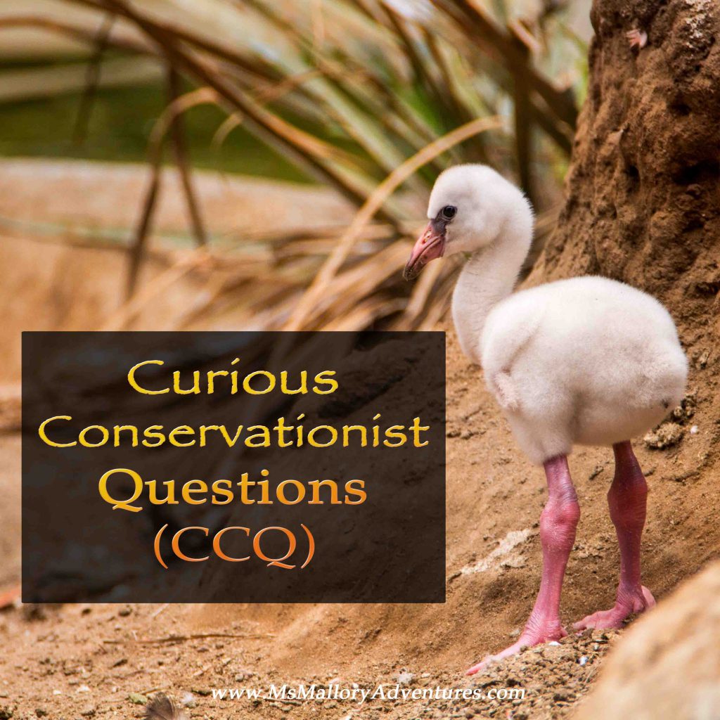 MsMalloryAdvent's tweet photo. Curious Conservationist Questions https://t.co/UizaN0adbr https://t.co/GIXglORHzV