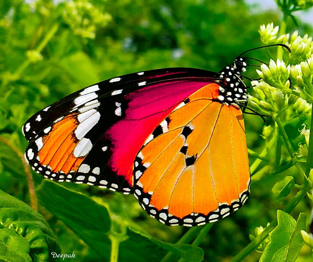 nedthetoothpik's tweet photo. Butterfly Colors. https://t.co/T2JjnJkGqe