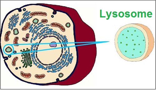 Biofaculte's tweet image. Définition de Lysosome