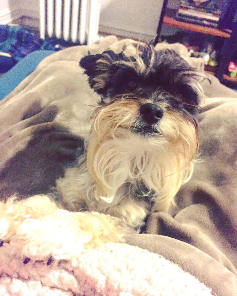 AlyxAshton's tweet photo. The snuggles are real tonight β€ #travisk9 #fluffymonkey #sfpets https://t.co/7PwjcmXbto https://t.co/rpZgtNUJXG