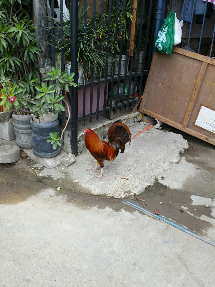 フィリピン留学フィルジャ En Twitter ある住宅にいたニワトリ 闘鶏のために飼われているのか 食べるためなのか フィリピン留学 ニワトリ 鶏 鳥 闘鶏 チキン 飼う Cebu ギャンブル ペット 鳥肉 フィリピン生活 フィリピン 週末 フィリピン フィリピン留学フィルジャ En Twitter ある住宅にいたニワトリ 闘鶏のために飼われているのか 食べるためなのか フィリピン留学 ニワトリ 鶏 鳥 闘鶏 チキン 飼う Cebu ギャンブル ペット 鳥肉 フィリピン生活 フィリピン 週末 フィリピン