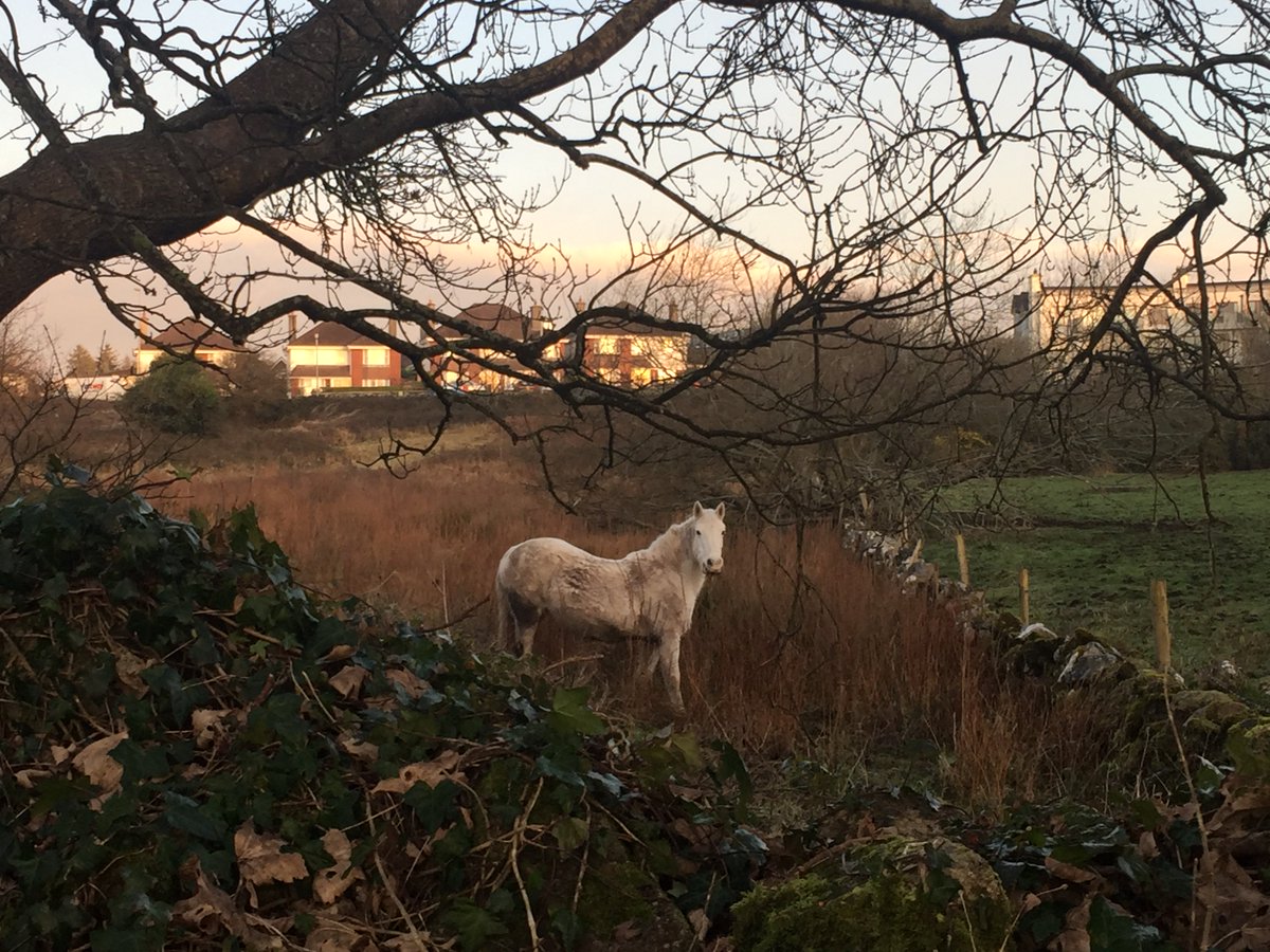hilarymorley's tweet photo. Wide reaching or juxtaposition : the contrasts of Galway West suburbs... @campuscreate what's happening in Kinvara? @fiona_cawley https://t.co/cAJldgYQ9W