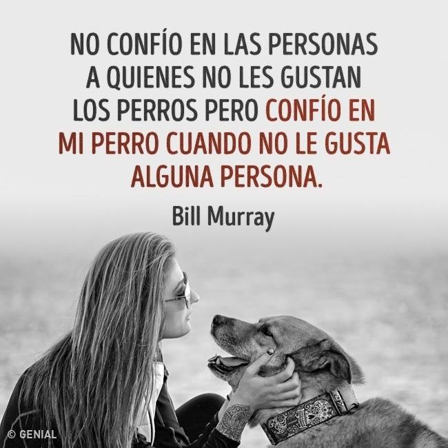 chamianka's tweet image. Totalmente ! #Perros #Mascotas #DogsLife