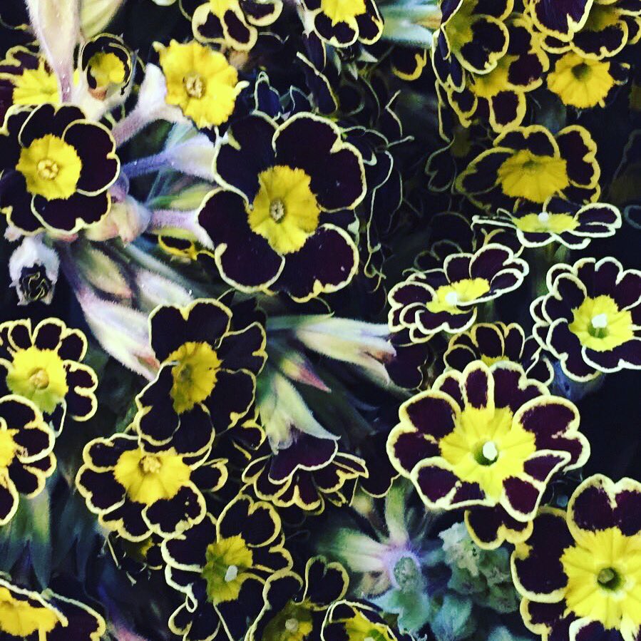 Eyserhalte's tweet photo. Eetbare tijgerprint bloemen, geteeld bij @Puur_Aroma. Prille lente op je gerecht! https://t.co/dlPxx3KrsB