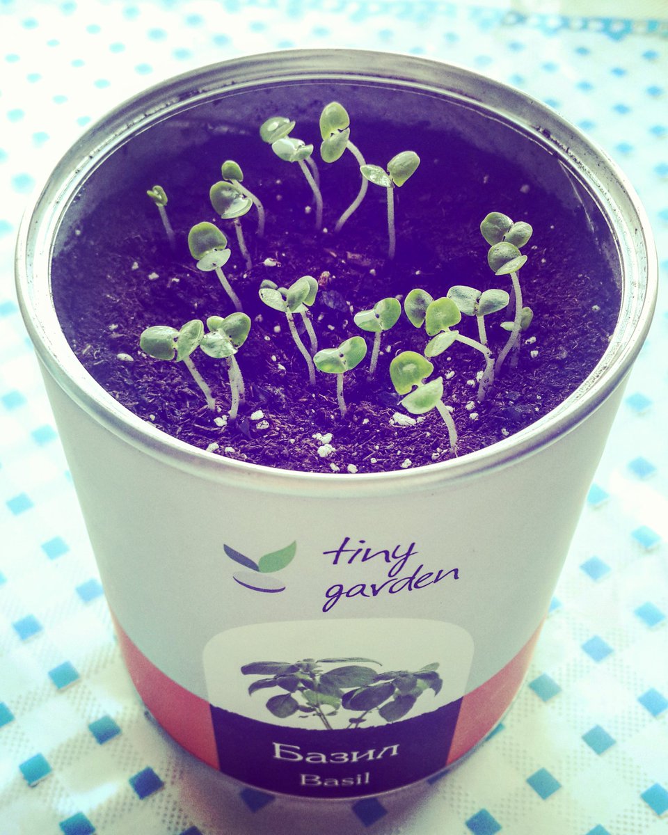 HishgeeNuna's tweet photo. My tiny garden! #BabyBasil ❤ https://t.co/86q8BWBqvB