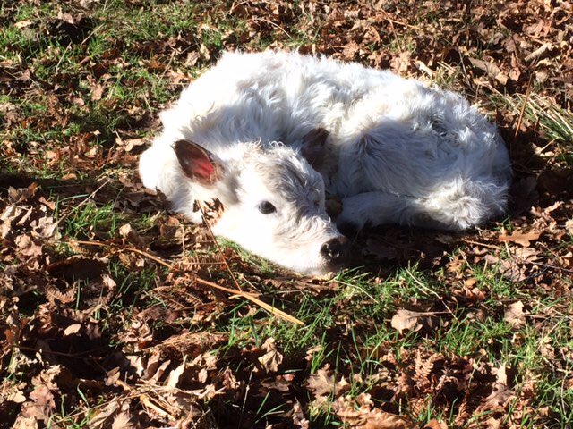 Chillingham Cattle🐮 tweet media