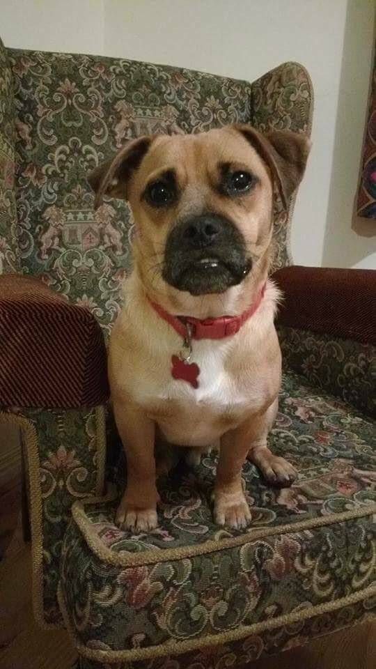 LisaLisaw1's tweet photo. #BringTobyHome #PugJackRussellCross #MissingDog 08.03.16 #Newry #NorthernIreland #microchipped #scanme #MissingOneYear https://t.co/HvVwAwH30x