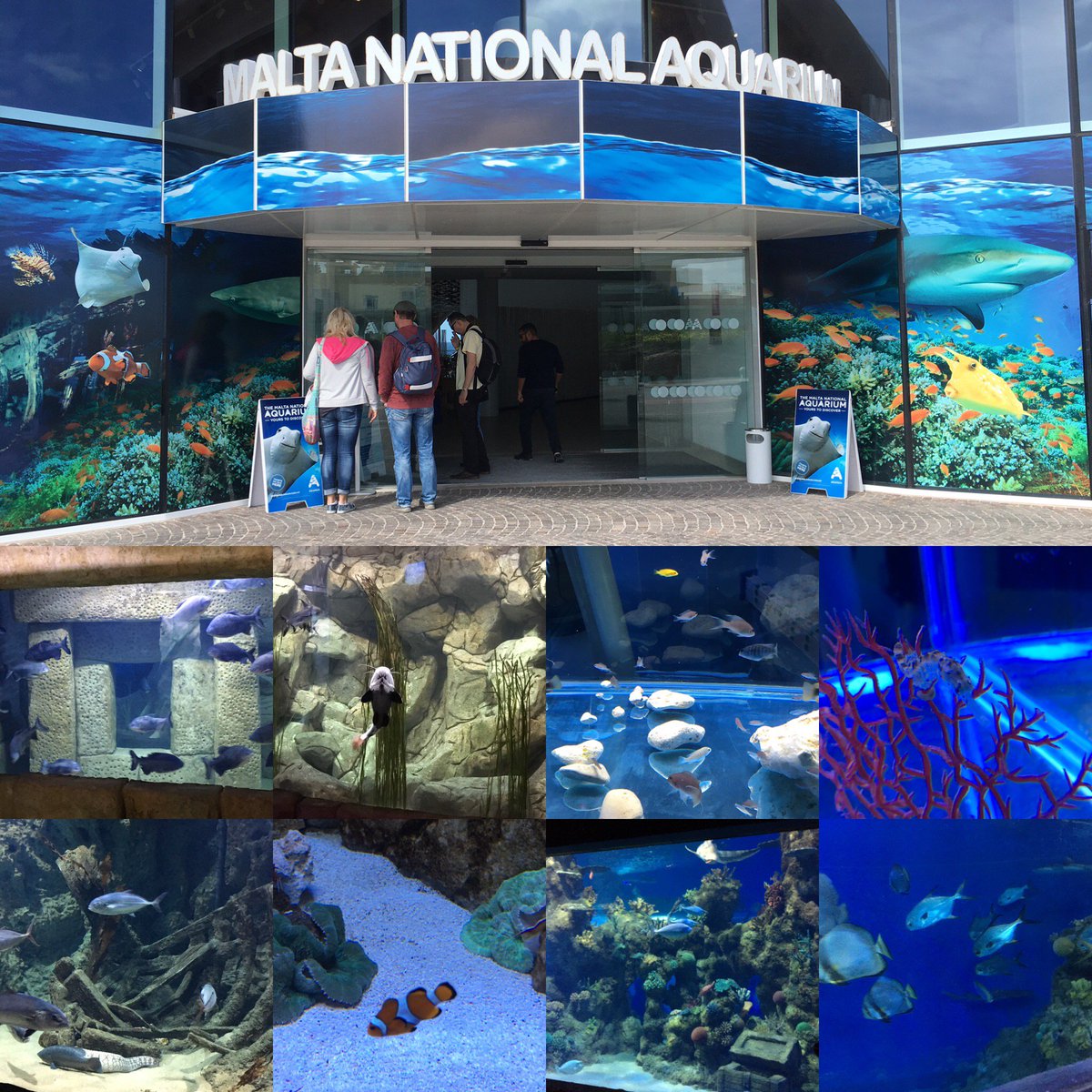 dbsanantonio's tweet photo. Few meters away from our hotel you can admire mediterranean fish and species at the Malta National Aquarium - #dbmoments https://t.co/wd2HNaQryx