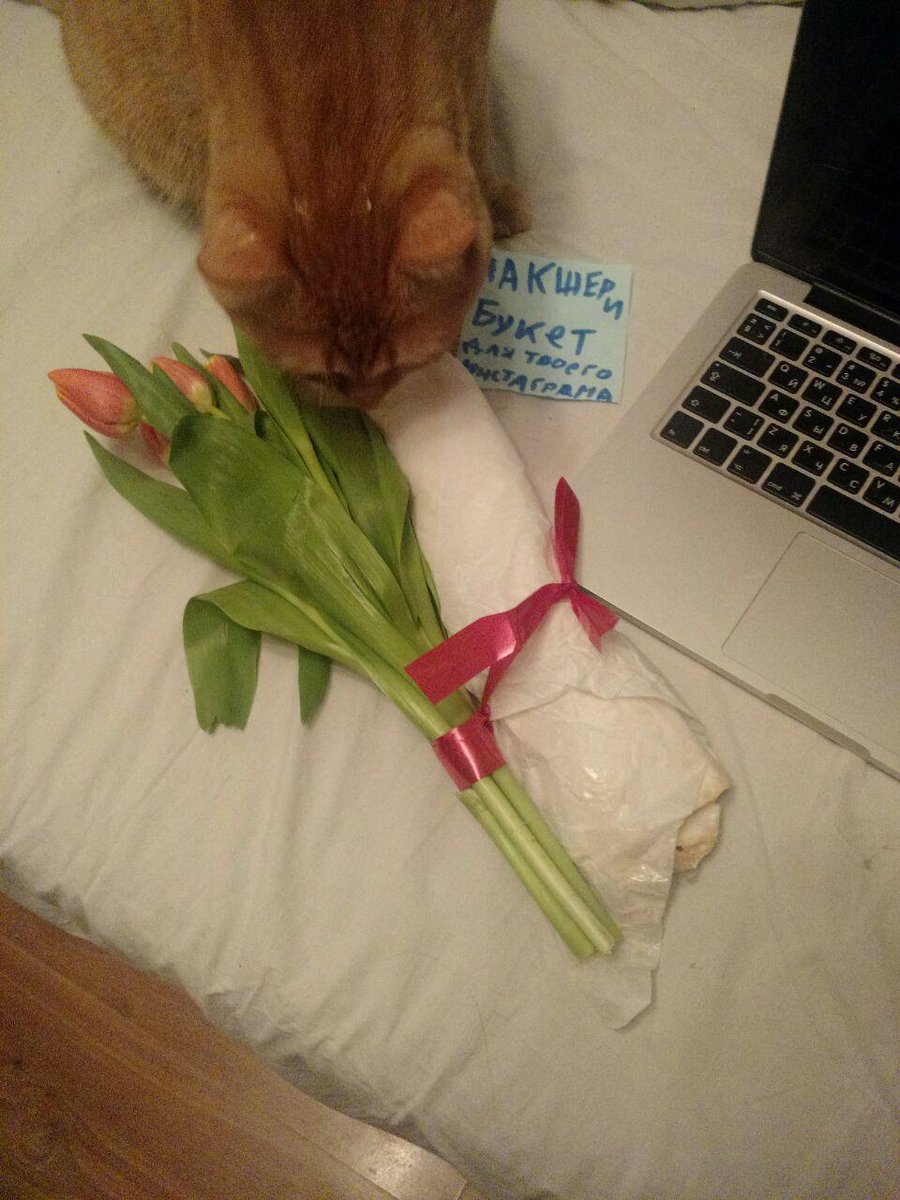 интернет-воин (@fitzgerrald) on Twitter photo это лучший подарок, который можно придумать на 8 марта. только лохи дарят браслетики пандора и айфоны вместо шавермы и тюльпанов. это лучший подарок, который можно придумать на 8 марта. только лохи дарят браслетики пандора и айфоны вместо шавермы и тюльпанов.