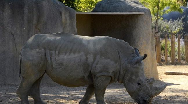 20Minutes's tweet image. #Rediff Des braconniers tuent un rhinocéros du zoo de #Thoiry et scient sa corne bit.ly/2mhUFoG