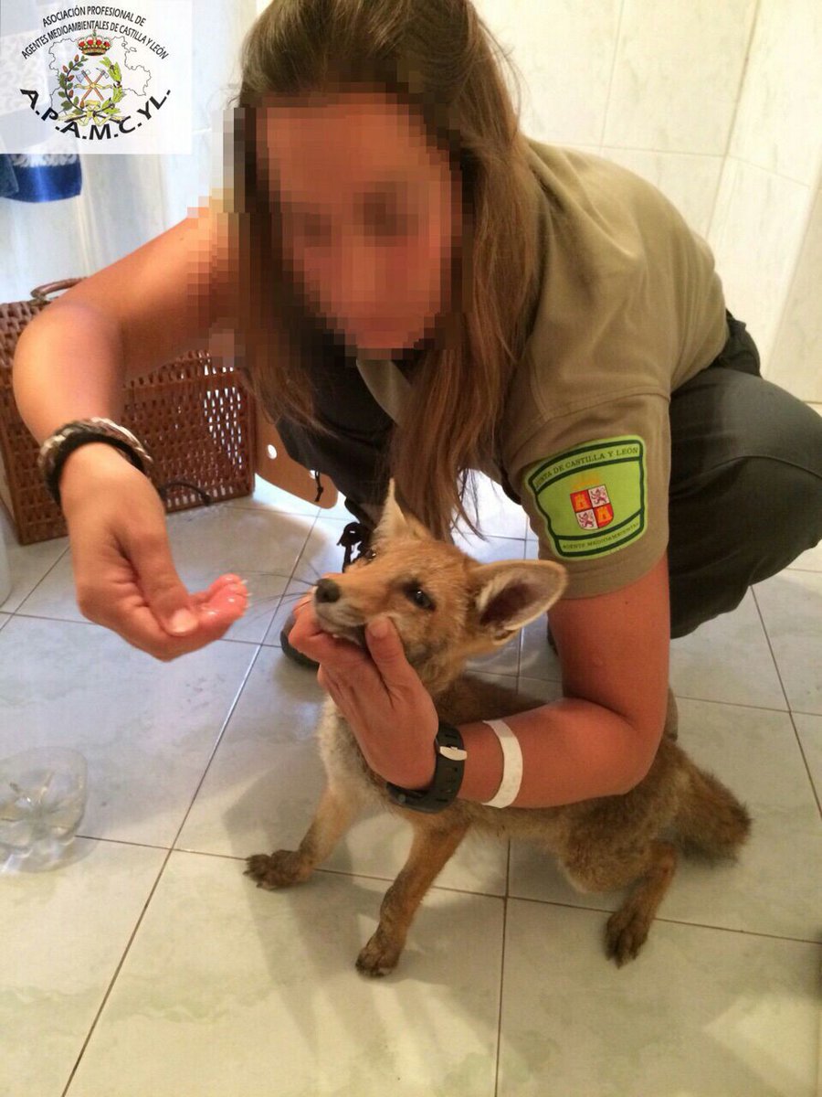 apamcyl's tweet image. Hasta1983, después de 100 años, no hubo una mujer #AgenteForestal #España
Nuestro homenaje hoy
#GraciasCompañeras
#DiaInternacionalDeLaMujer