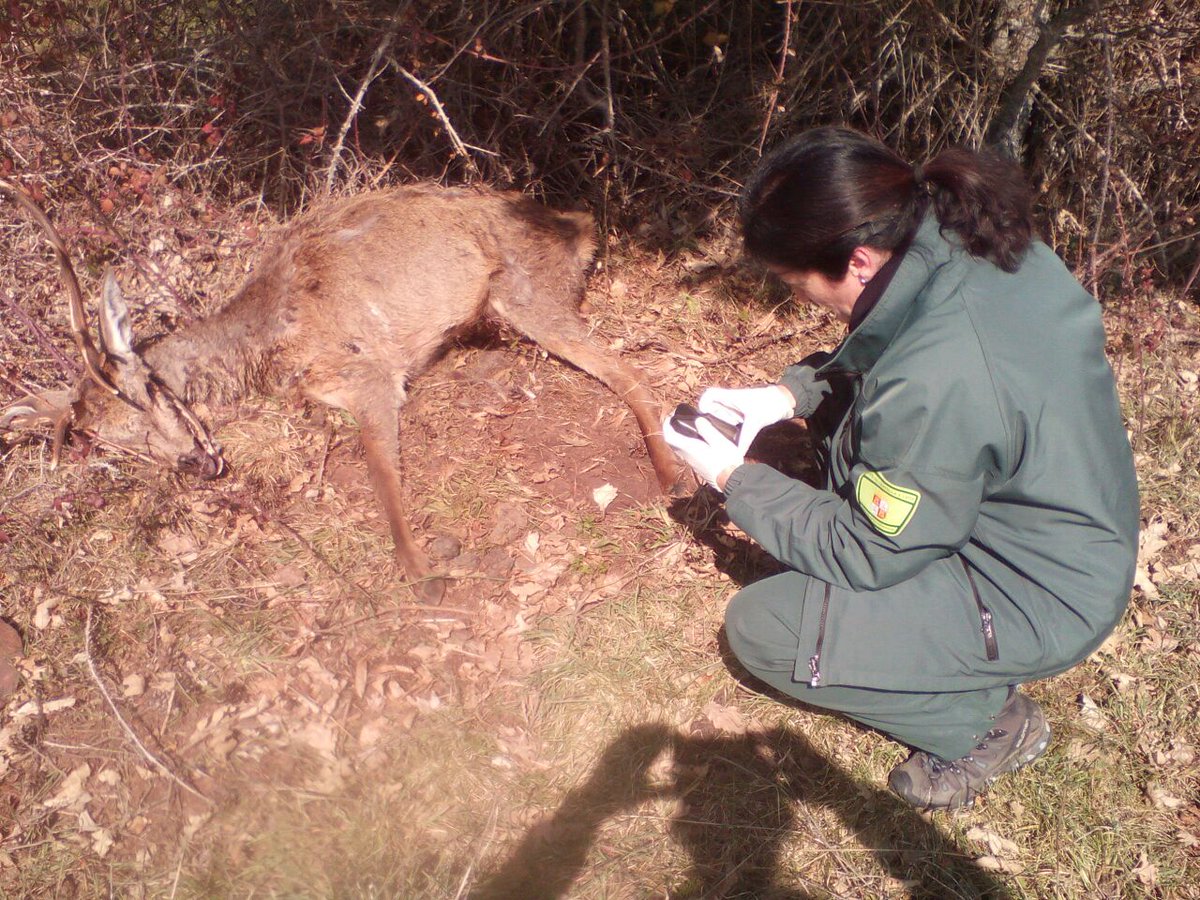 apamcyl's tweet image. Hasta1983, después de 100 años, no hubo una mujer #AgenteForestal #España
Nuestro homenaje hoy
#GraciasCompañeras
#DiaInternacionalDeLaMujer