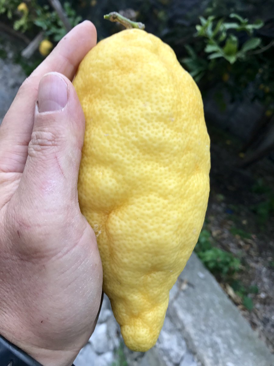 salaceto's tweet photo. #Amalfi #Lemon #Sfusato .... 🔝#quality 🍋
#LemonMind🍋 #whenlemongivesyoulife #organicfarm #agricolturabiologica https://t.co/lYUmbK4OaK