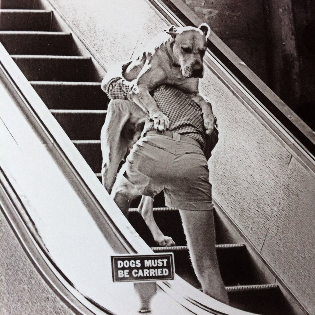 PomPomWhippet's tweet image. Me mum share cheerin&apos; up card fwom fwend, she glad Iza whippy! xxx @DebskiDebs @FleeWhippet @BertieRace @casalindi