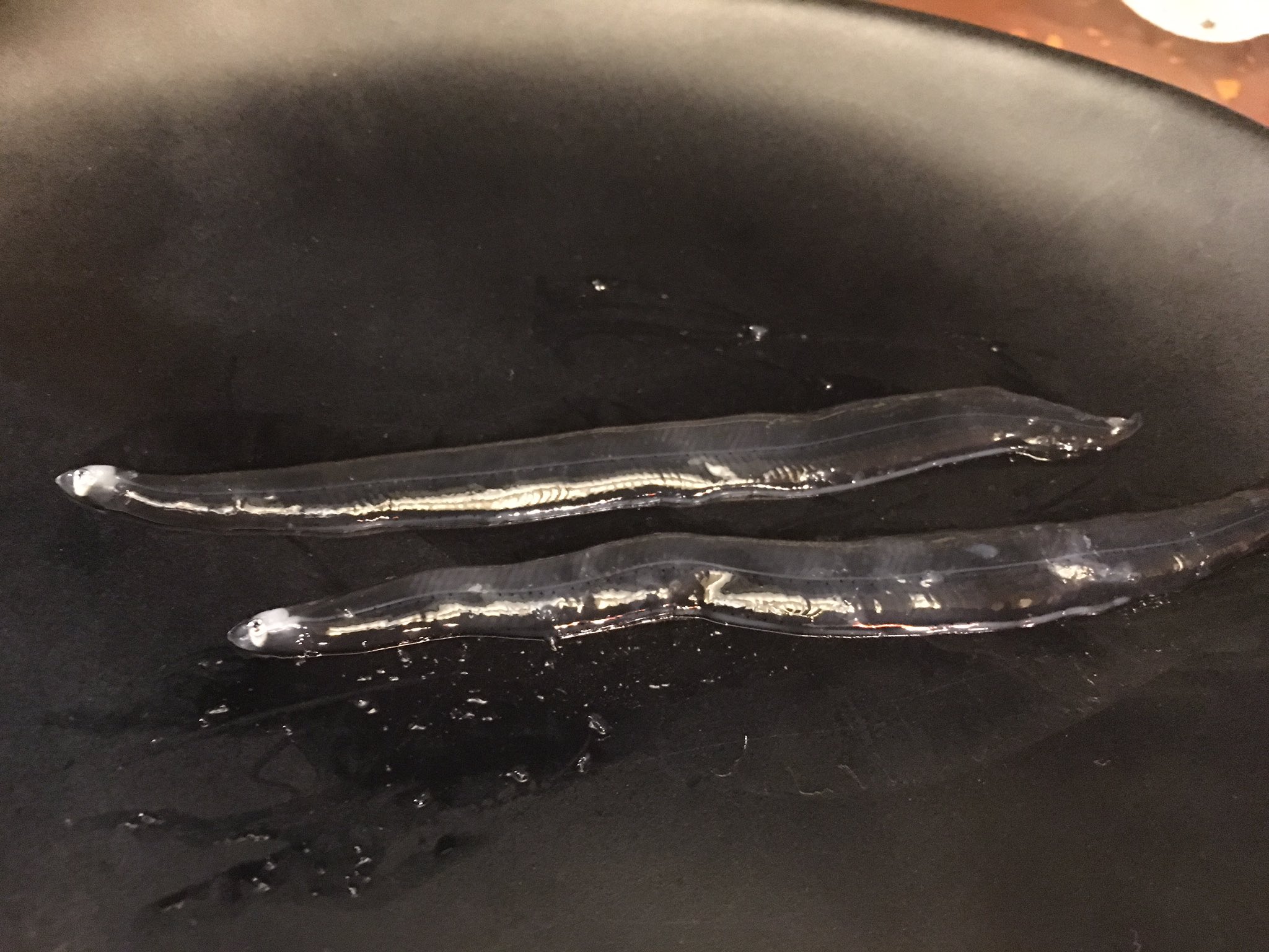 パフォーマー 火炎 繁多 はんたぁ En Twitter こちらの骨が透けてる魚の正体は太刀魚の稚魚 通称 のれそれ 因みに のれそれ アナゴの 稚魚が一般的ですが 細長い魚の稚魚で半透明がのれそれ例えばアナゴ ウツボ タチウオ等の稚魚全般が のれそれ になるよう
