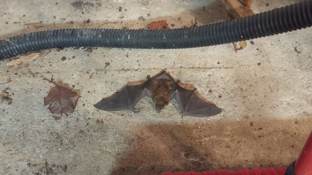 bat_news's tweet photo. Little Brown Bat #bats by astro/nature guy https://t.co/umjgYnv8a6 https://t.co/RslgV0t22s
