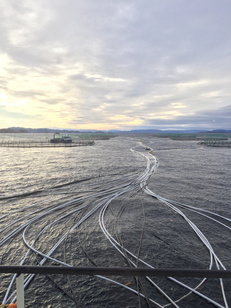 curiousborr's tweet image. "The sky is the limit". #lerøyseafood #NASF2017