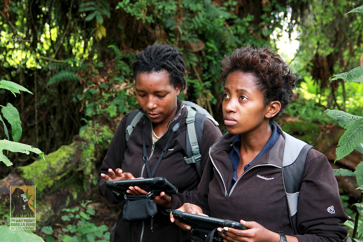 SavingGorillas's tweet photo. After getting their start as students, Gudula and Yvonne have become professional researchers with the Fossey Fund! #InternationalWomensDay https://t.co/BJZYssbw6M