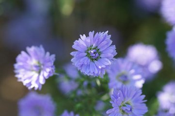 切ない花言葉 クジャクソウ 英語で Frost Aster と呼ばれる花 これは花 が咲いた様が星のようで 霜が降りる秋の暮れまで咲き続けるため 英語で霜を意味する Frost とギリシャ語で星を意味する Aster を組み合わせものだ そうです 花言葉