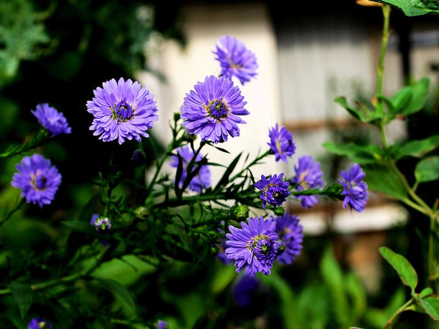 切ない花言葉 Twitterren クジャクソウ 英語で Frost Aster と呼ばれる花 これは花が咲いた様が星のようで 霜が降りる秋の暮れまで咲き続けるため 英語で霜を意味する Frost とギリシャ語で星を意味する Aster を組み合わせものだそうです 花言葉