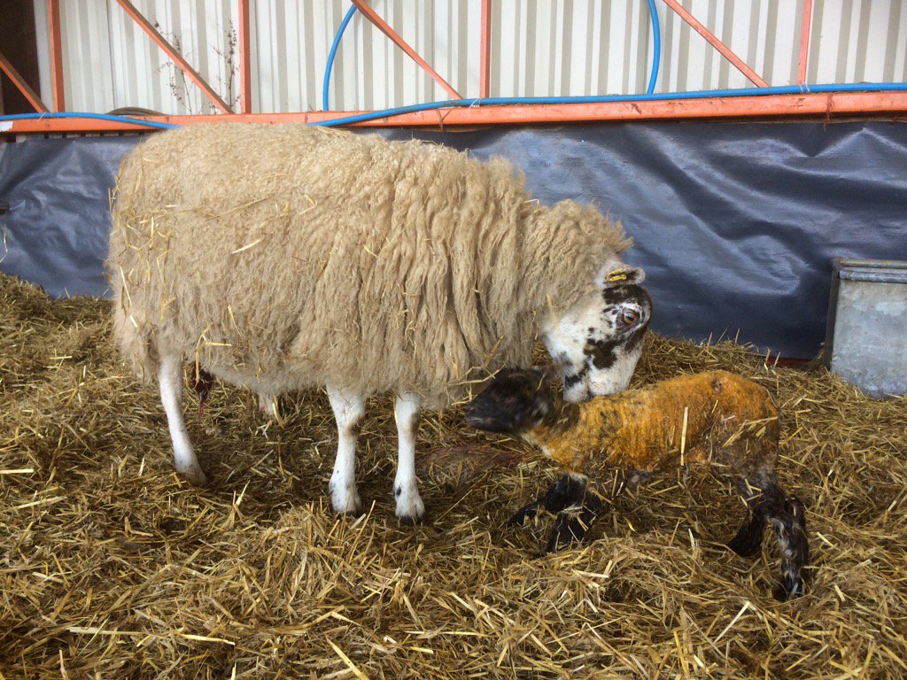 RoussinSheepUK (@RoussinSheepUK) | Twitter