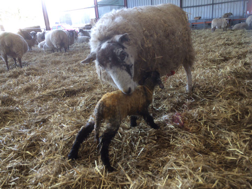 RoussinSheepUK (@RoussinSheepUK) | Twitter