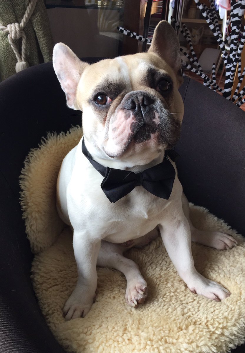 GaspardFrenchie's tweet photo. Ladies, I put my best bow tie on to tell you how much I love and admire you all. You rule! And to me, every day is #InternationalWomensDay https://t.co/MYbzv8Wtw4