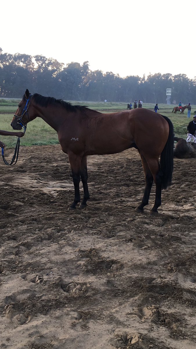 jvvuuren_racing's tweet photo. These type of animals makes the early mornings and late nights worth while . https://t.co/kJfVsjztCu