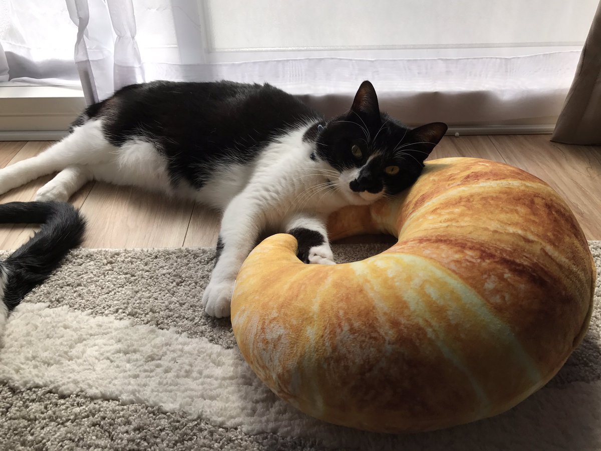 ニート化 スルー 奪い合い ニトリのパンクッションと猫さんとの関係性をご覧ください Togetter ニート化 スルー 奪い合い ニトリのパンクッションと猫さんとの関係性をご覧ください Togetter