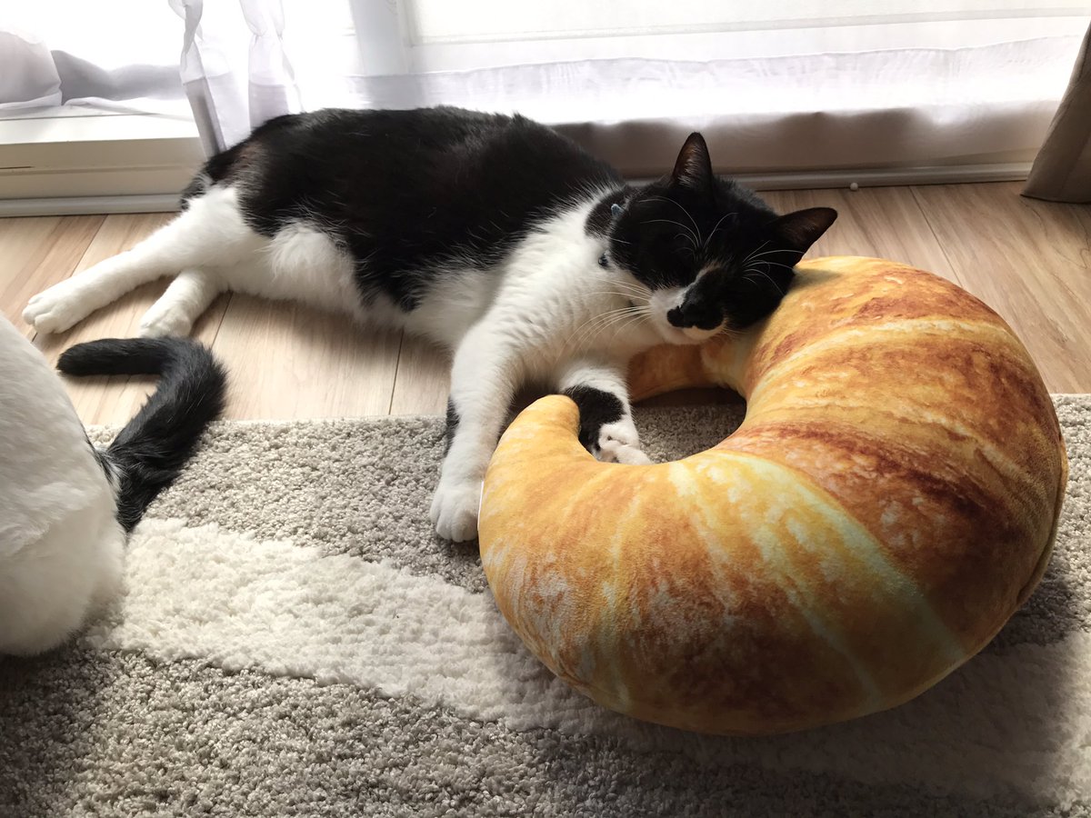 ニート化 スルー 奪い合い ニトリのパンクッションと猫さんとの関係性をご覧ください Togetter ニート化 スルー 奪い合い ニトリのパンクッションと猫さんとの関係性をご覧ください Togetter