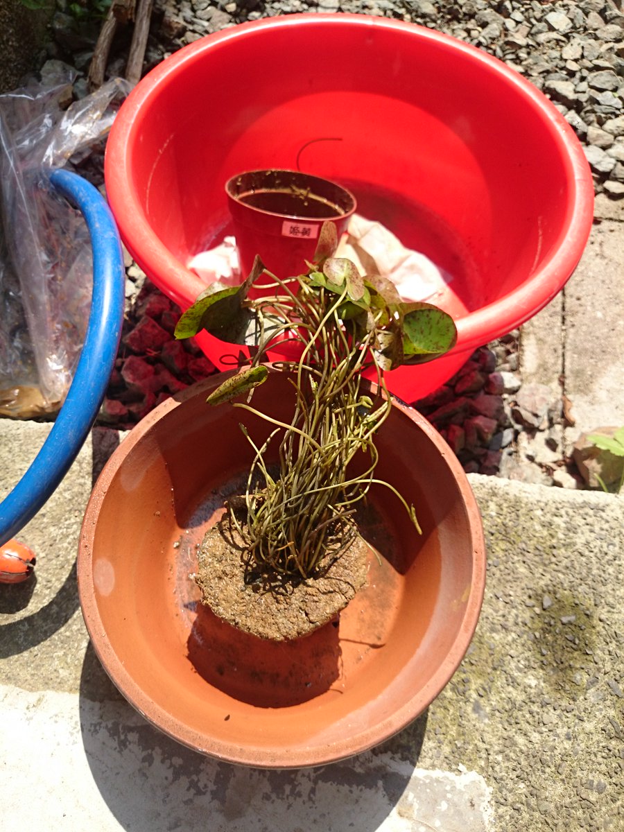 馬場民雄 宣伝 ベランダビオトープ 3月29日 水 発売 単行本 ネット販売で注文した生物たちはこんな感じで送られてきます スイレンを鉢に植え替えて池に設置 メダカたちの入った袋を浮かべて水合わせ中 ベランダビオトープ ヤングアニマル