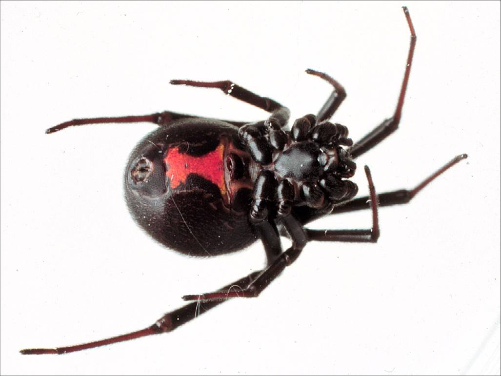 Here's a notorious female spider for International Women's Day - the black widow (Latrodectus mactans) #IWD <a href="/NHM/">New Hope Middle</a>-London