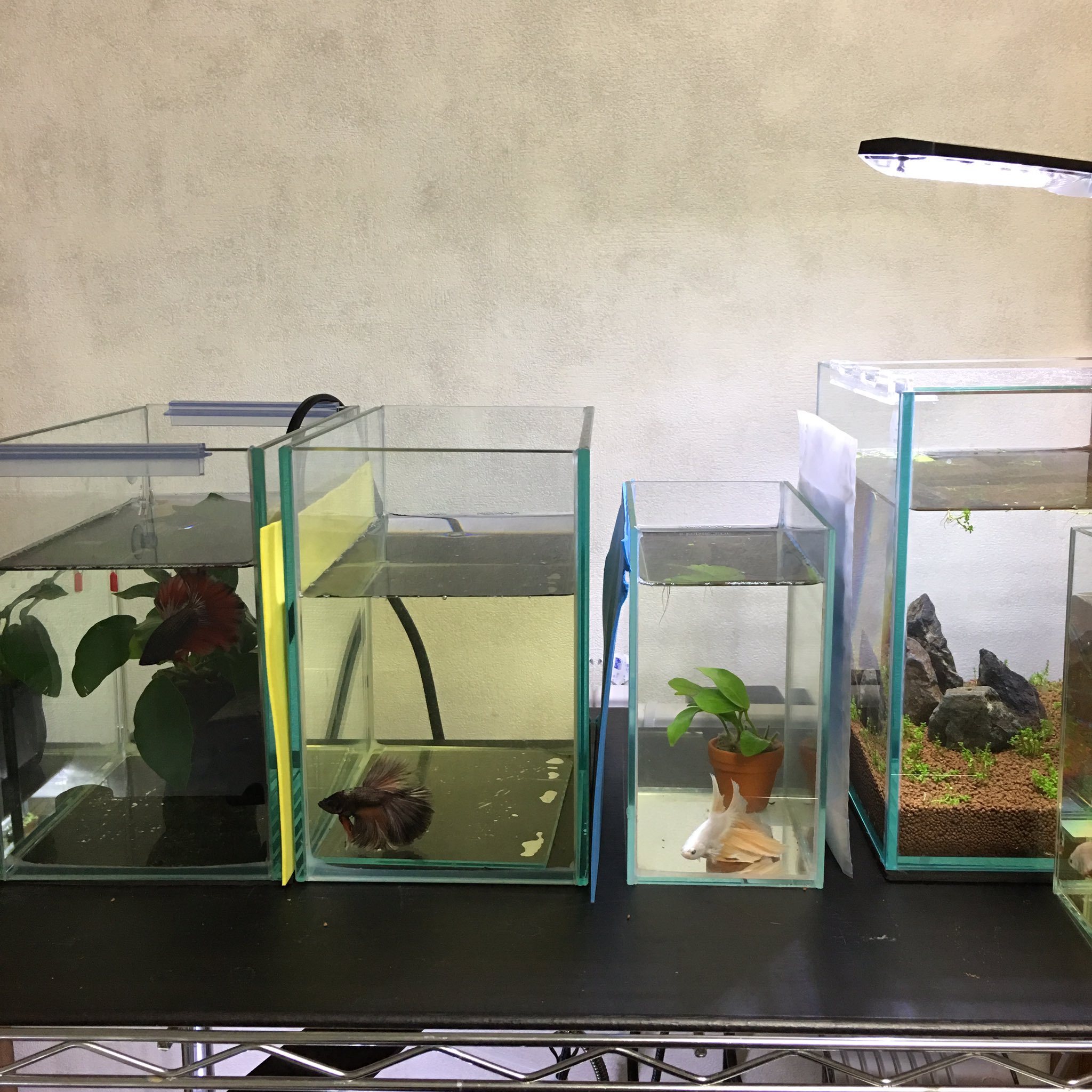 טוויטר Lotus Betta בטוויטר 一杯水槽ありそうって言われたけど小さい瓶が個ぐらいしかないよ 繁殖用プラケースとメス水槽は別物 ベタ ベタ飼育 T Co Jk5vnymn5c